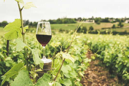 a wine glass in a vineyard